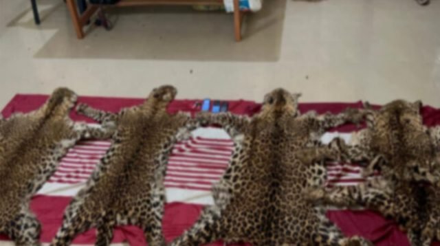 ବହଳଦାରୁ ୪ କଲରାପତରିଆ ବାଘ ଛାଲ ଜବତ