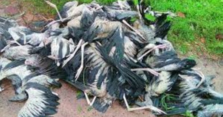  ବାତ୍ୟାରେ ବାଲେଶ୍ୱରରେ ୨୪,୫୦୦ ପକ୍ଷୀ ମୃତ