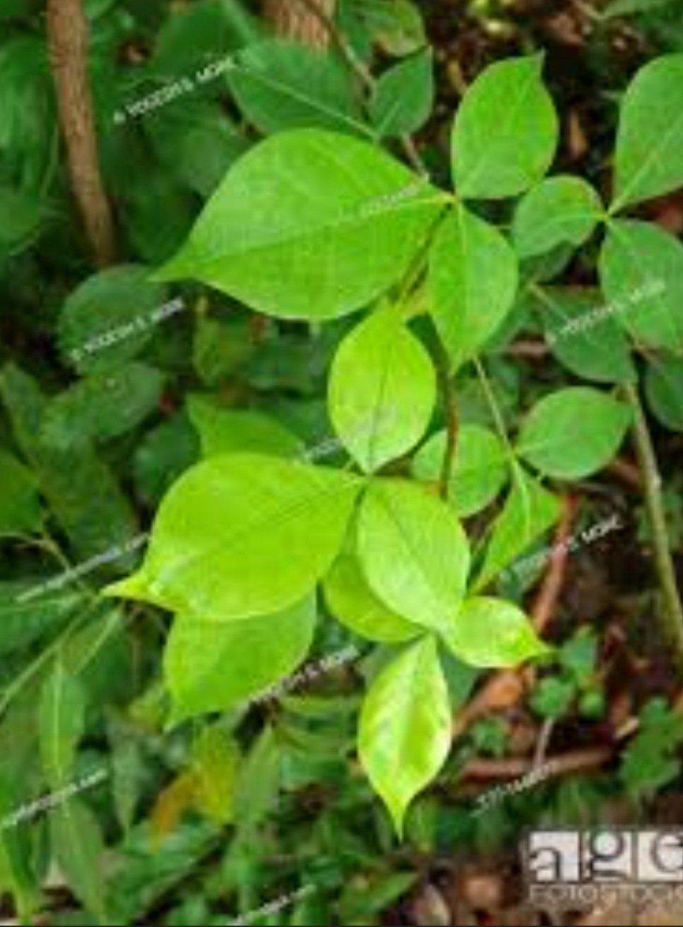 ନିୟମିତ ବେଲପତ୍ର ଖାଇବା ଦ୍ୱାରା ମିଳିଥାଏ ଅନେକ ଉପକାର 