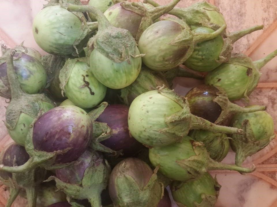 କଣ୍ଟେଇମୁଣ୍ଡି ବାଇଗଣ ପାଇଲା ଜିଆଇ ଟ୍ୟାଗ୍