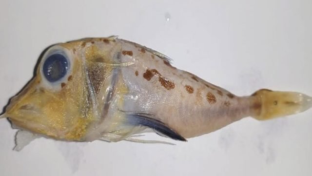 ନୂତନ ପ୍ରଜାତିର ଫ୍ଲାଇଙ୍ଗ ଗୁର୍ନାଡ୍ ମାଛ ଚିହ୍ନଟ