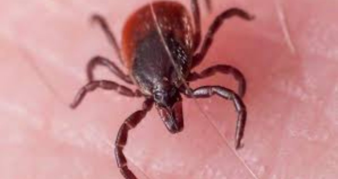 ସ୍କ୍ରବ୍ ଟାଇଫସ୍: ୧୦ ଜଣ ପଜିଟିଭ୍ ଚିହ୍ନଟ