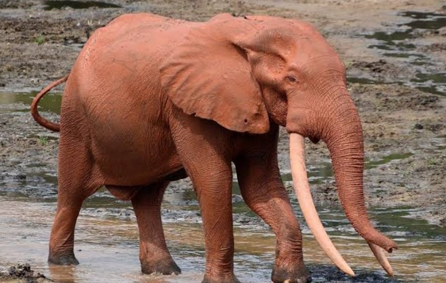 ବୃଦ୍ଧଙ୍କୁ ଶୁଣ୍ଢରେ କଚାଡି ଦେଲା ଦନ୍ତା