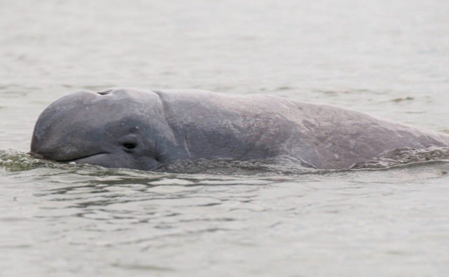 ଚିଲିକାରୁ ଡଲଫିନର ମୃତଦେହ ଉଦ୍ଧାର