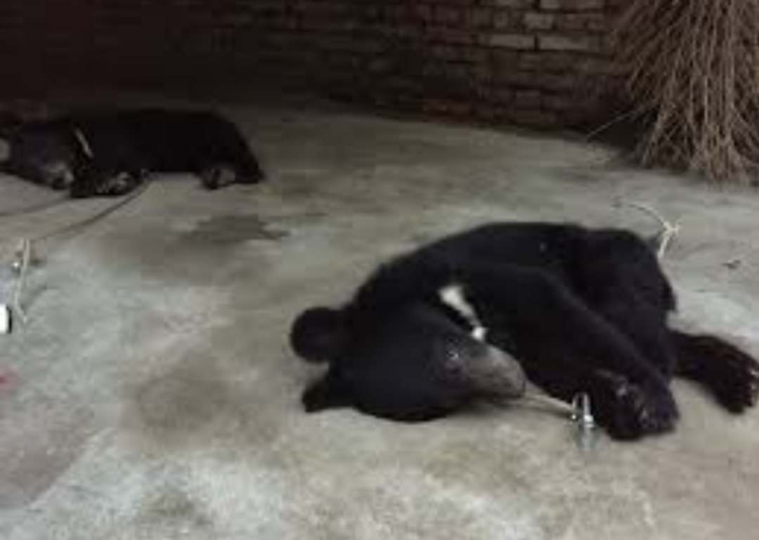 ଚିକିତ୍ସାଧୀନ ଅବସ୍ଥାରେ ମାଈ ଗାଡ଼ଭାଲୁ ମୃତ