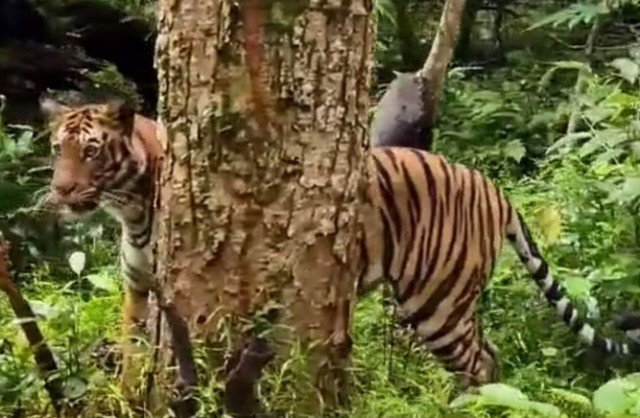 ଭିଡିଓ ପୋଷ୍ଟ କଲେ ଶିମିଳିପାଳ କର୍ତ୍ତୃପକ୍ଷ : ଅଭୟାରଣ୍ୟରେ ବୁଲୁଛି ବାଘୁଣୀ