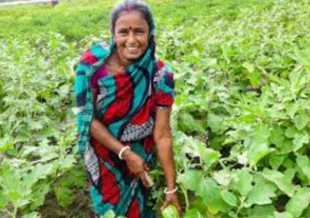 ଟାଙ୍ଗରଭୂମିରେ ପରିବା ଫଳାଇଲେ ଚାଷୀ