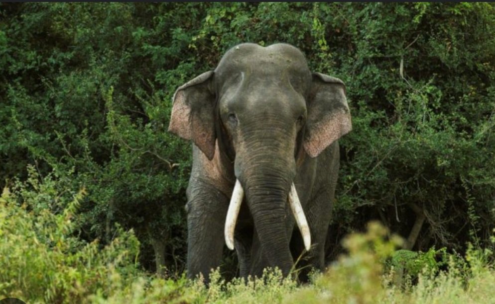  ଯୁବକଙ୍କୁ କଚାଡି ମାରିଲା ହାତୀ