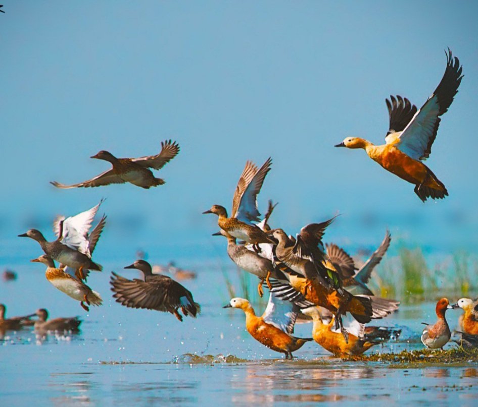 ପକ୍ଷୀଙ୍କ କଳରବରେ ମୁଖରିତ ହେଲାଣି ଚିଲିକା