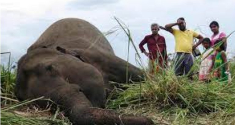 ଆମ୍ବବଗିଚାରେ ଦନ୍ତାହାତୀର ମୃତଦେହ ଠାବ 