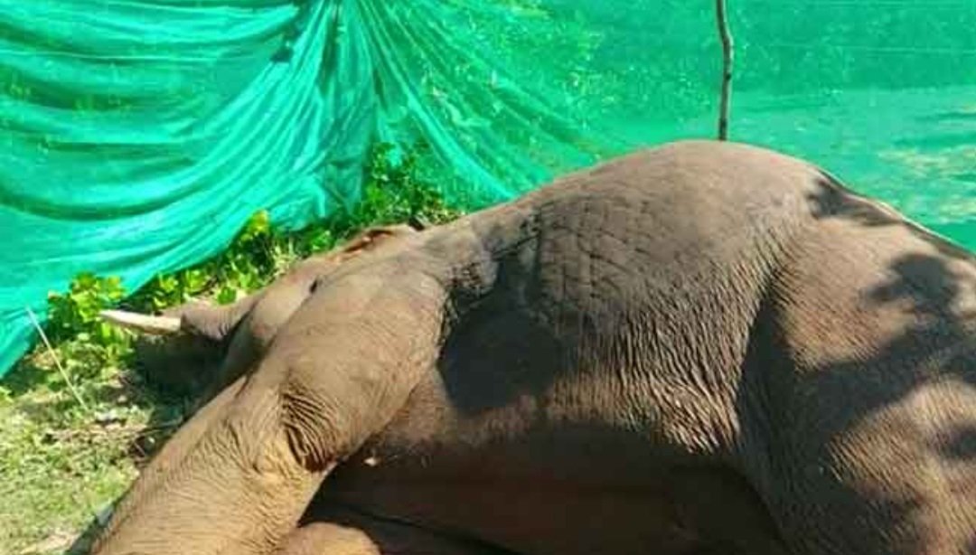 ବିଦ୍ୟୁତ୍‌ ତାରରେ ବାଜି ଟଳି ପଡ଼ିଲା ଦନ୍ତା