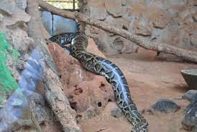 ପ୍ରାଣୀ ଉଦ୍ୟାନରୁ ଦଃଖଦ ଖବର : ୧୪ ମାସର ଆନାକୋଣ୍ଡା ମୃତ