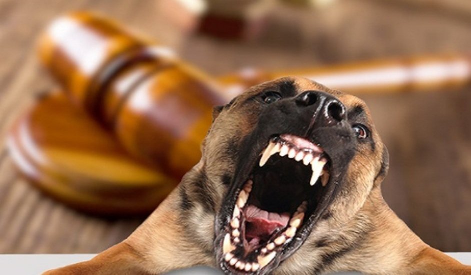 କୁକୁର କାମୁଡ଼ା ମାମଲା: ମୃତ ଶିଶୁର ପରିବାରକୁ ୧୦ ଲକ୍ଷ ଟଙ୍କା କ୍ଷତିପୂରଣ ଦେବ ପୁରୀ ପୌରପାଳିକା