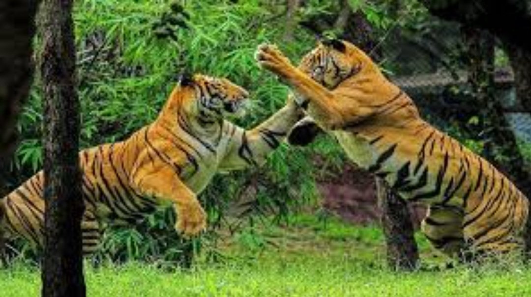 ଚର୍ଚ୍ଚାରେ ଶିମିଳିପାଳର ଦୁଇ ମହାବଳ ବାଘଙ୍କ ବିଗ୍‌ ଫାଇଟ୍‌