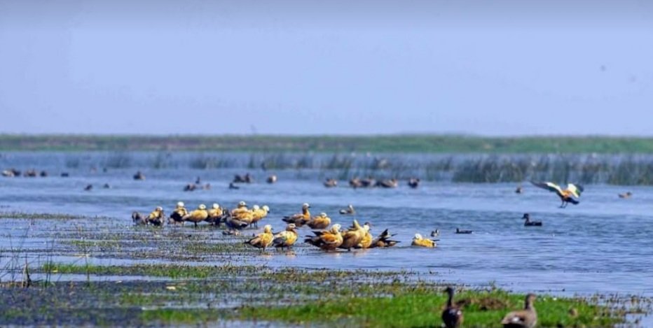 ଚିଲିକାକୁ ଆସିଛନ୍ତି ୧୧ଲକ୍ଷ ୩୭ ହଜାର ୭୫୯ ବିଦେଶୀ ପକ୍ଷୀ