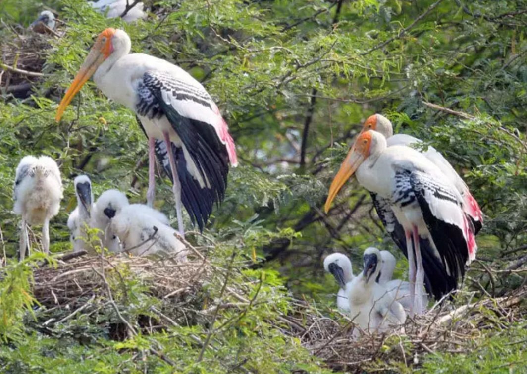 ଭିତରକନିକାକୁ ଆସିଛନ୍ତି ୧ ଲକ୍ଷ ୫୧ ହଜାର ୪୨୧ପକ୍ଷୀ