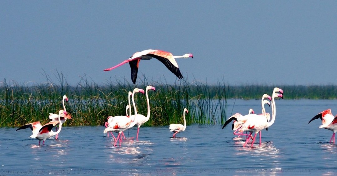 ହୀରାକୁଦ ଡ୍ୟାମରେ ପକ୍ଷୀ ଗଣନା ଆରମ୍ଭ, ୩୨ଟି ଟିମ୍‌ ନିୟୋଜିତ