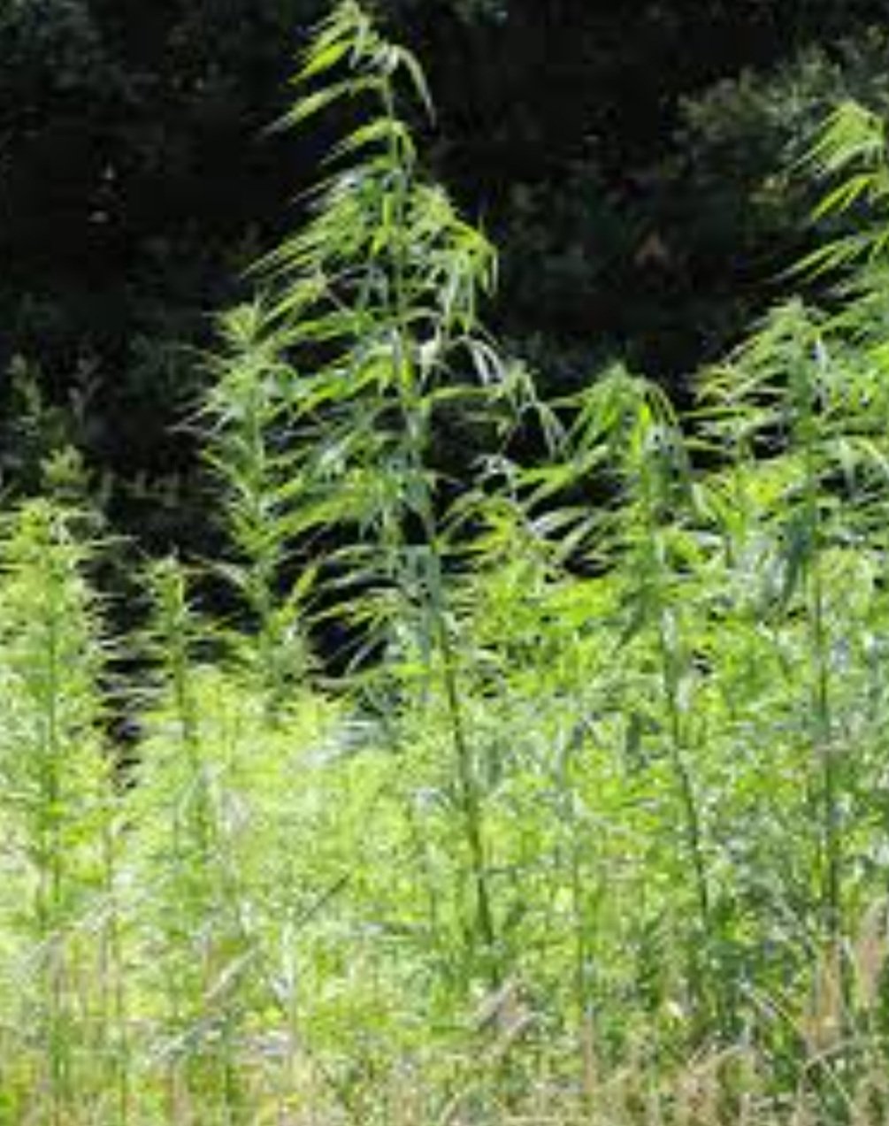 ଗଞ୍ଜେଇ ଜବତ, ୨ ଗିରଫ