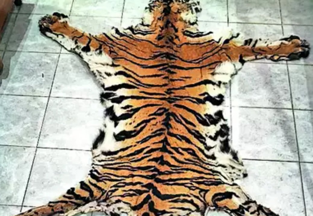 କଲରାପତରିଆ ବାଘ ଛାଲ ଜବତ, ୨ ଗିରଫ