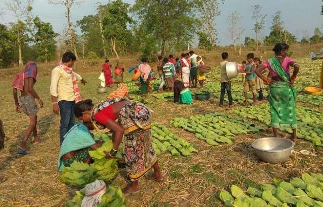 ୨୫ରୁ ୫୦ ପ୍ରତିଶତକୁ ବଢିଲା କେନ୍ଦୁପତ୍ର ତୋଳାଳିଙ୍କ ବୋନସ୍ 