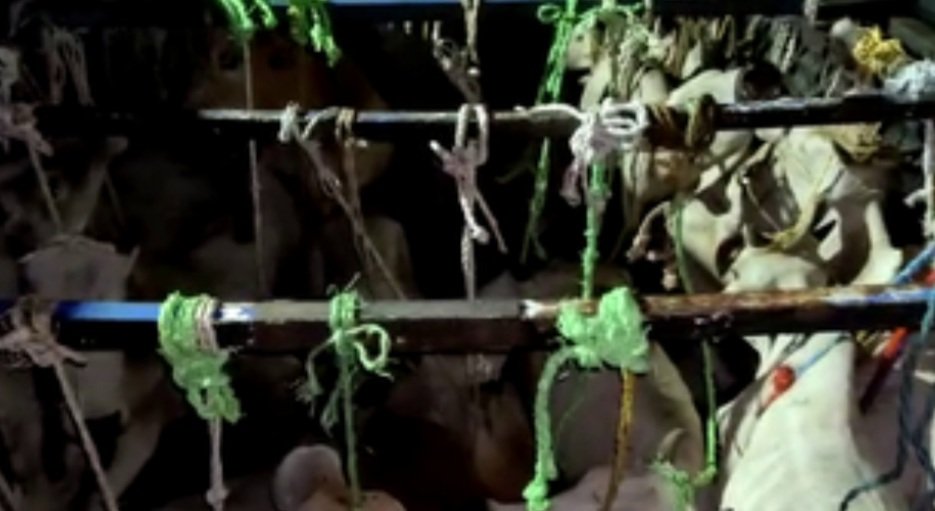 ଗୋରୁ ବୋଝେଇ କଣ୍ଟେନର ଜବତ