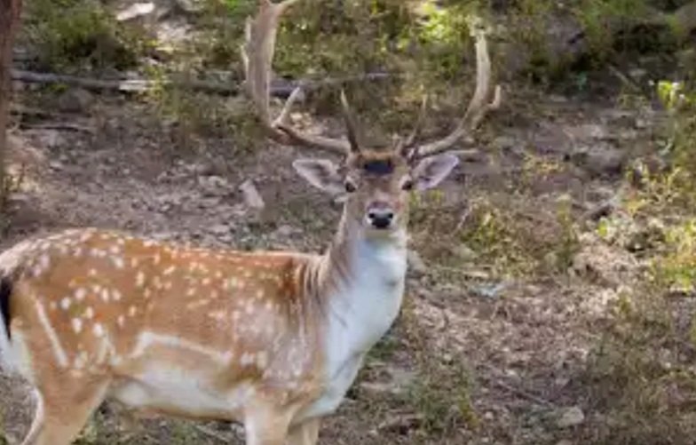 ଅଜଣା ଗାଡି ଧକ୍କାରେ ମାଈ ହରିଣ ମୃତ