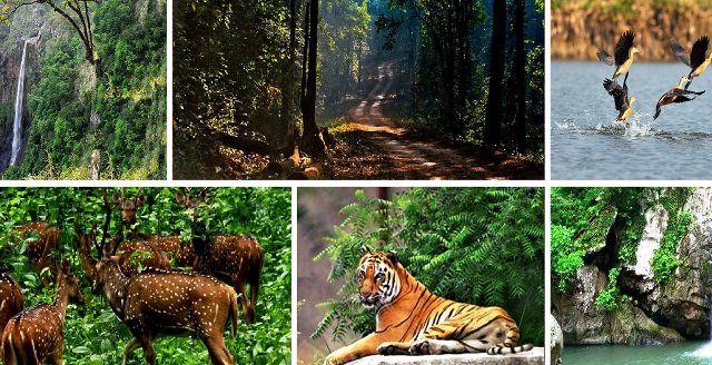 ଅଭୟାରଣ୍ୟକୁ ସିଙ୍ଗଲ ୟୁଜ୍‌ ପଲିଥିନ୍‌ ଓ ପ୍ଲାଷ୍ଟିକ୍‌ ମନା, ଏପ୍ରିଲ ପହିଲାରୁ  କଟକଣା ଲାଗୁ 