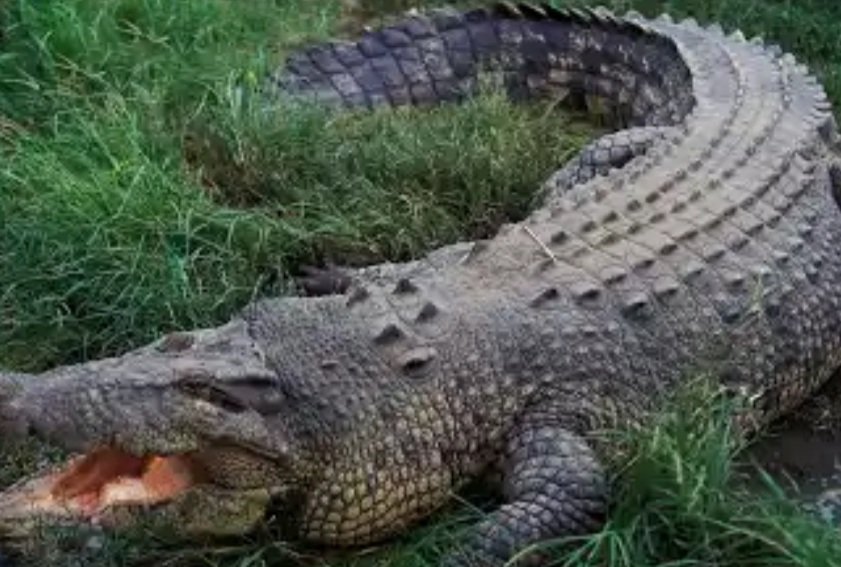 ସ୍ତ୍ରୀ ସାମ୍ନାରୁ ସ୍ୱାମୀଙ୍କୁ ଟାଣିନେଲା କୁମ୍ଭୀର