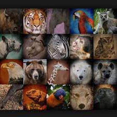 ବନ୍ୟପ୍ରାଣୀଙ୍କ ସହ ଫଟୋ ଉଠାଇ ପୋଷ୍ଟ କଲେ ସାବଧାନ! ଯିବେ ୭ ବର୍ଷ ଜେଲ୍‌