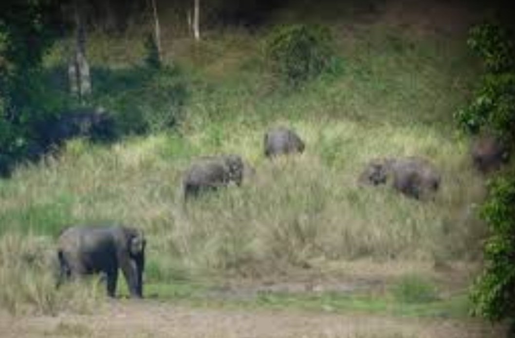 ଚାଷୀଙ୍କ ନିଦ ହଜାଇ ଦେଇଛନ୍ତି ହାତୀ ପଲ, ନଷ୍ଟ କରିଛନ୍ତି ଏକର ଏକର ଫସଲ 