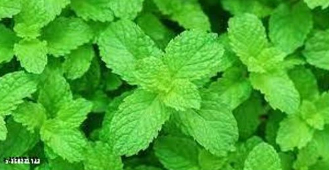 ପୋଦିନାର ଚମତ୍କାରୀ ଗୁଣ 