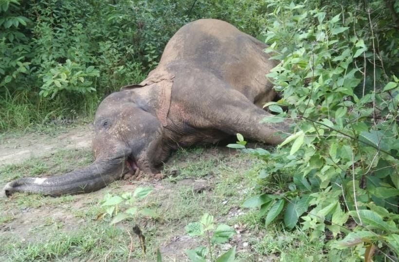 ଜଙ୍ଗଲରୁ ଦନ୍ତା ହାତୀର ମୃତଦେହ ଉଦ୍ଧାର