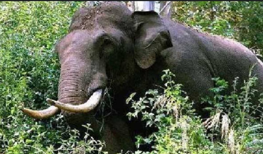 ବାପାଙ୍କ ଉପସ୍ଥିତ ବୁଦ୍ଧି ଯୋଗୁଁ ହାତୀ ଆକ୍ରମଣରୁ ବର୍ତ୍ତିଗଲା ଝିଅ