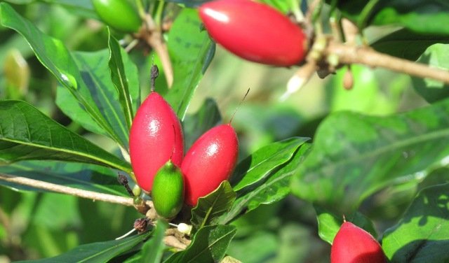 ‘ମିରାକଲ୍‌’ କୋଳି: ଖଟା ଖାଇଲେ ଲାଗିବ ଚିନି ଭଳି ମିଠା