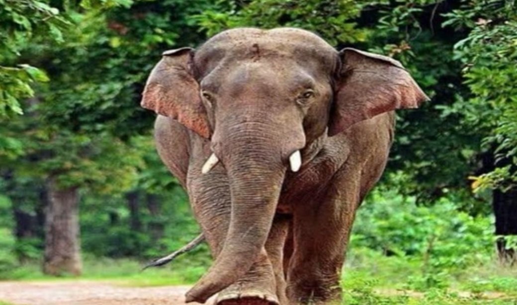 ହାତୀ ଆକ୍ରମଣରେ ବୃଦ୍ଧା ମୃତ 