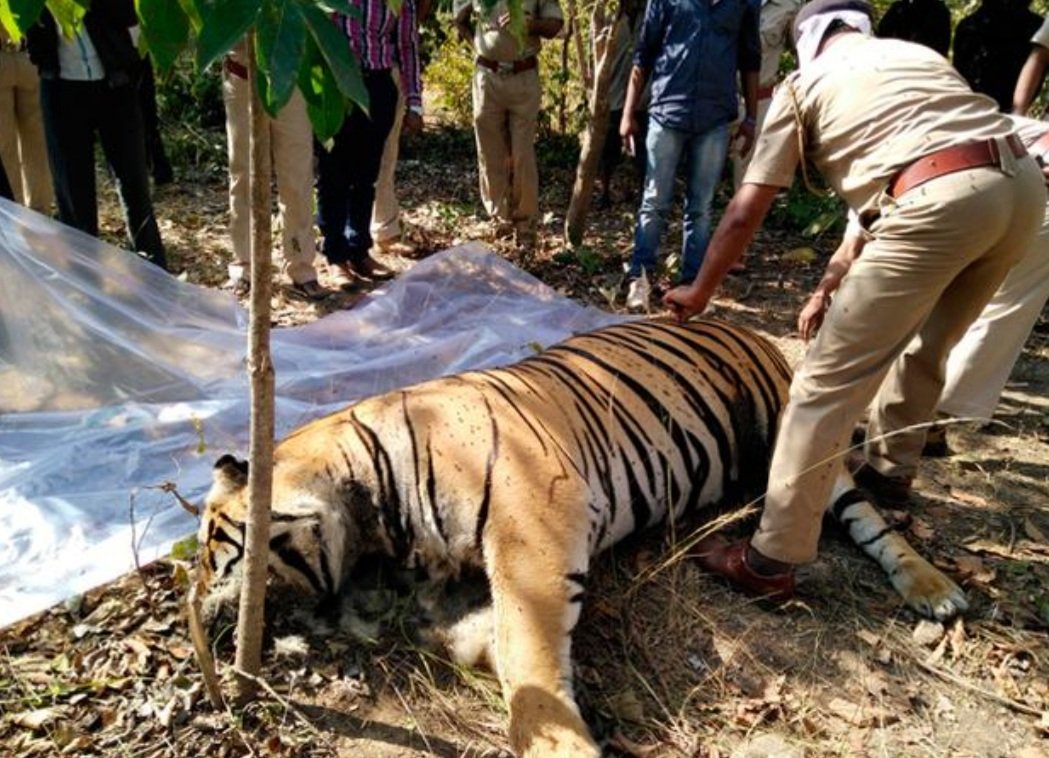 ଅସୁସ୍ଥ ବାଘୁଣୀ ‘ସାରା’ର ମୃତ୍ୟୁ 