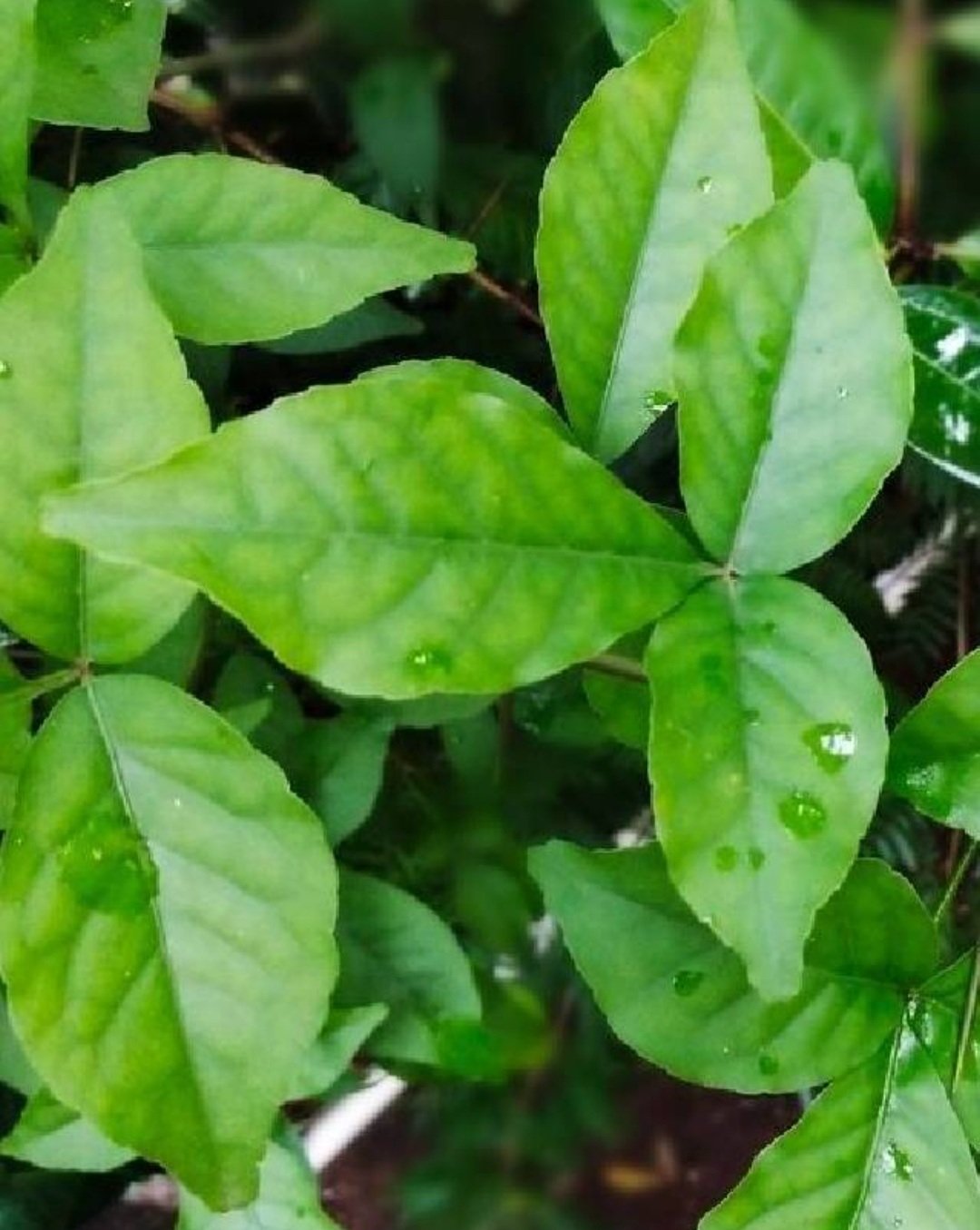 ନିୟମିତ ଖାଲି ପେଟରେ ଖାଆନ୍ତୁ ବେଲପତ୍ର