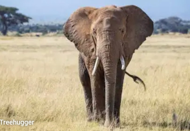 ଶୌଚ ହେବା ପାଇଁ ଯାଇଥିଲେ, ଦଳି ଦେଲା ଦନ୍ତା