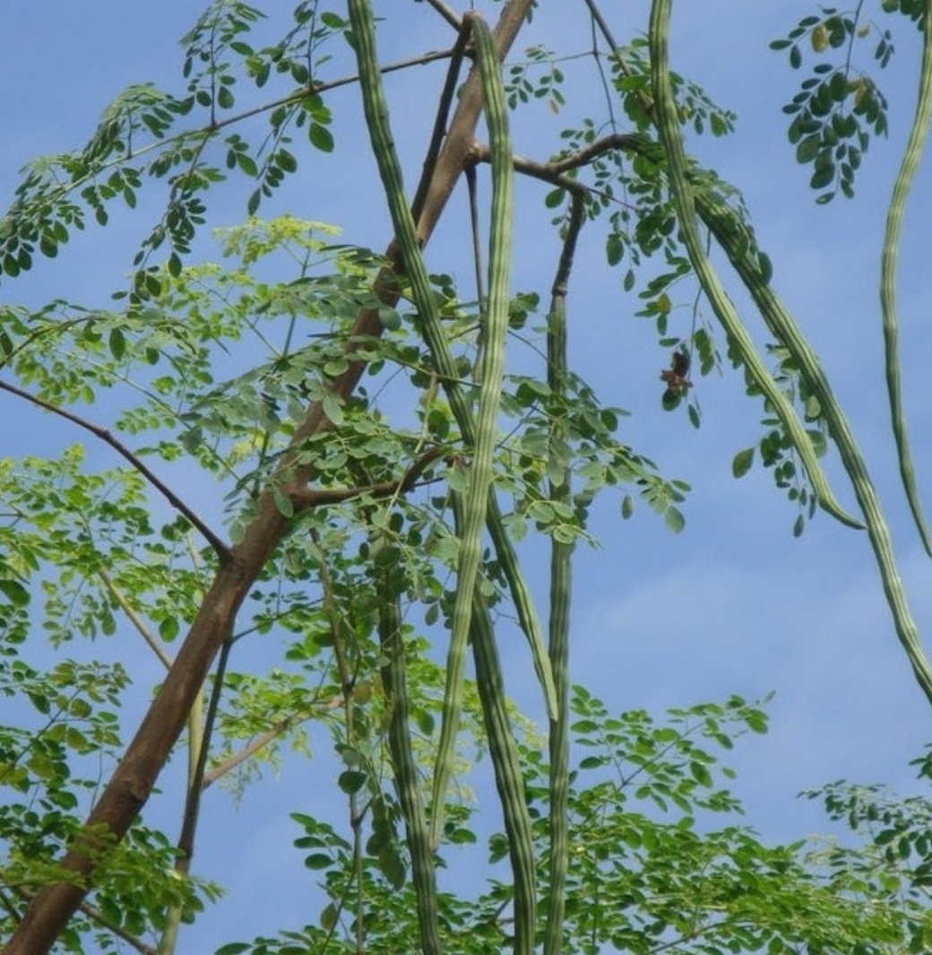 ନାଁ ତାର ସଜନା, ଖାଇଲେ ରହିବେ ସତେଜ 