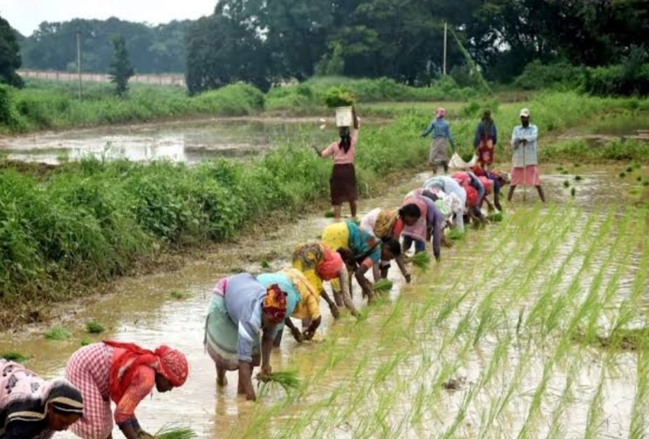 କୃଷି ଓ ଆନୁସଙ୍ଗିକ କ୍ଷେତ୍ର ପାଇଁ ୩୩,୯୧୯ କୋଟି ଟଙ୍କାର ବ୍ୟୟବରାଦ