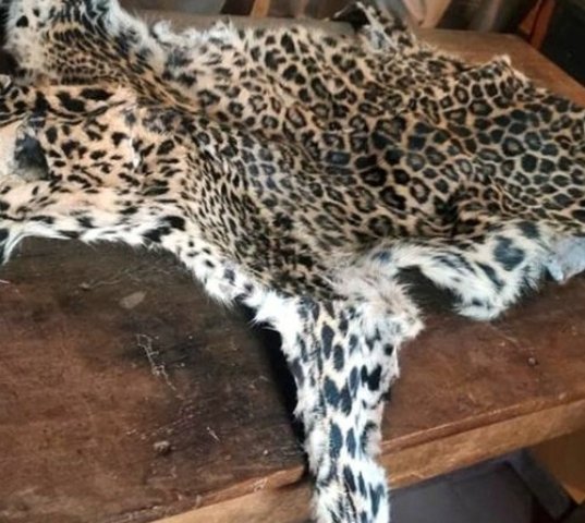 ବେପାରୀ ସାଜି ବାଘ ଛାଲ ବେପାରୀକୁ ଧରିଲେ ବନପାଳ