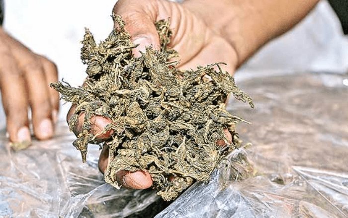 ୪ କ୍ୱିଣ୍ଟାଲ୍ ଗଞ୍ଜେଇ ସହ ୭ ଗିରଫ  