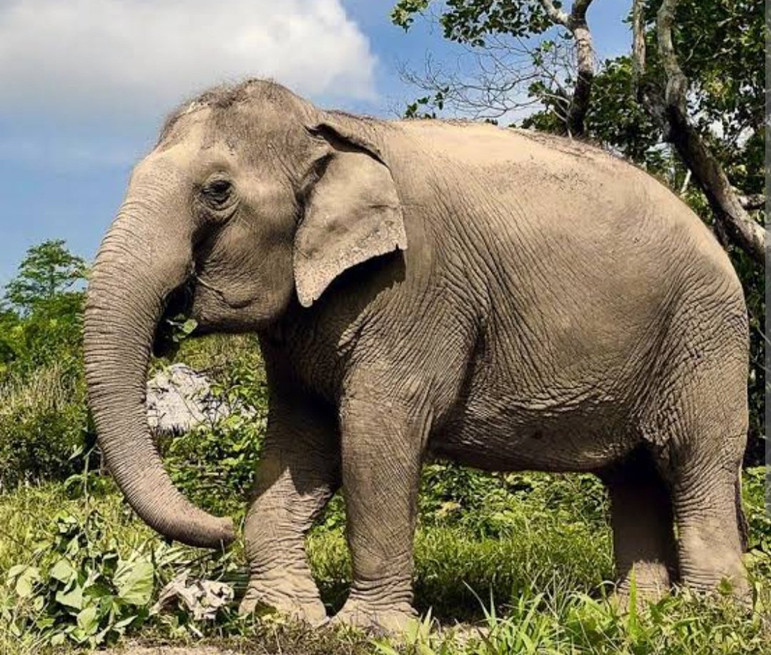 ଘର ଭାଙ୍ଗିଲା ଦନ୍ତା,  ମାଆ ପୁଅ ମୃତ