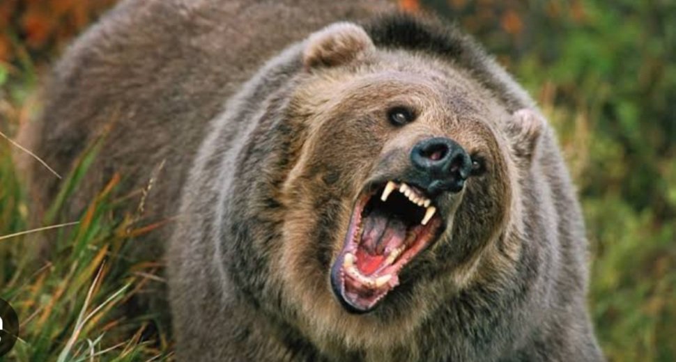 ଶୌଚ ପାଇଁ ଯାଇଥିଲେ, ମହିଳାଙ୍କୁ ଆକ୍ରମଣ କଲା ଭାଲୁ