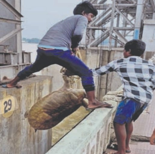 ମହାନଦୀରେ ଜାଲରେ ପଡ଼ିଲା ବିରାଟ କଇଁଛ 