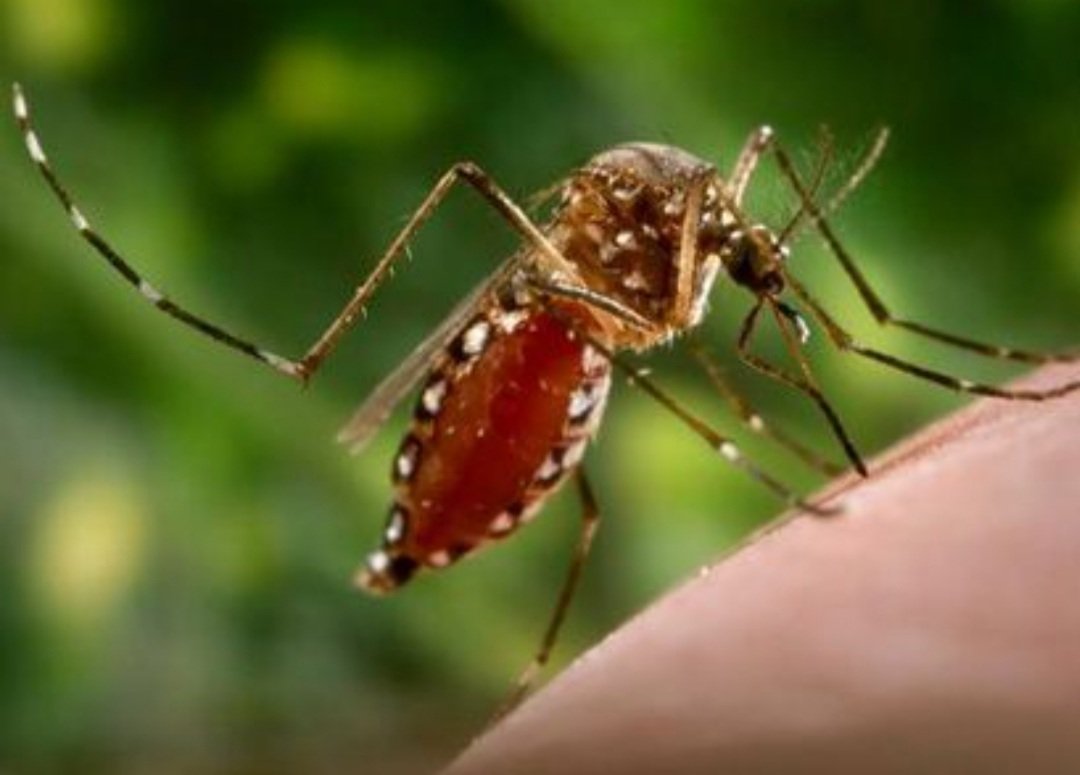 ଡରାଉଛି ଡେଙ୍ଗୁ,  ରାଜ୍ୟରେ ୨୪୦୦ ଡେଇଁଲା