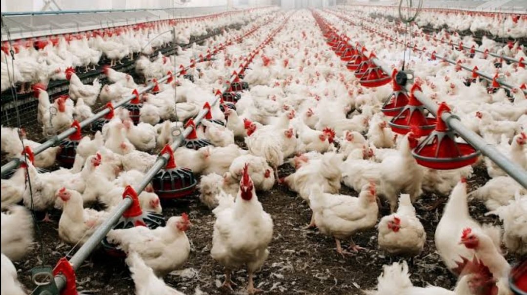 ବାର୍ଡ ଫ୍ଲୁ: ପିପିଲିରେ ୫୪ଟି କୁକୁଡ଼ା ଫାର୍ମ ଚିହ୍ନଟ