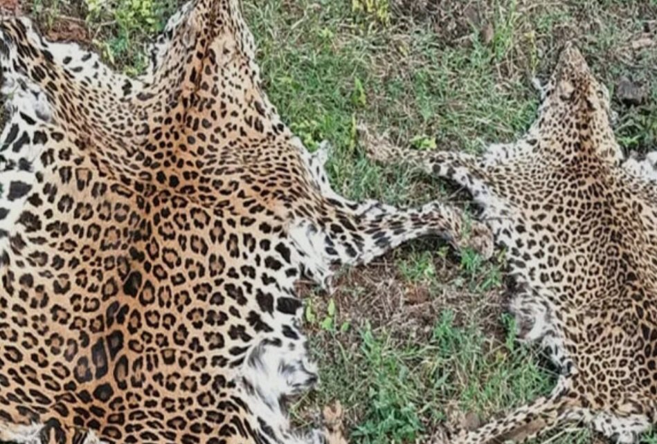 କଲରାପତରିଆ ବାଘ ଚମଡା ସହ ଦେଶୀ ବନ୍ଧୁକ ଜବତ 