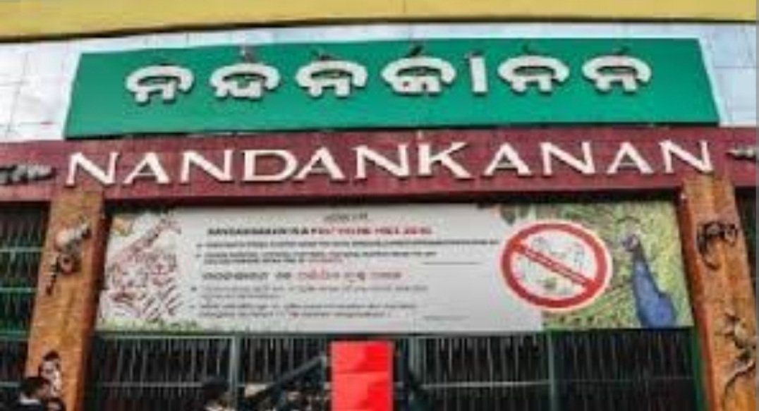 ନନ୍ଦନକାନନରେ ଦୁଇ ସିଂହ ଶାବକଙ୍କ ମୃତ୍ୟୁ 