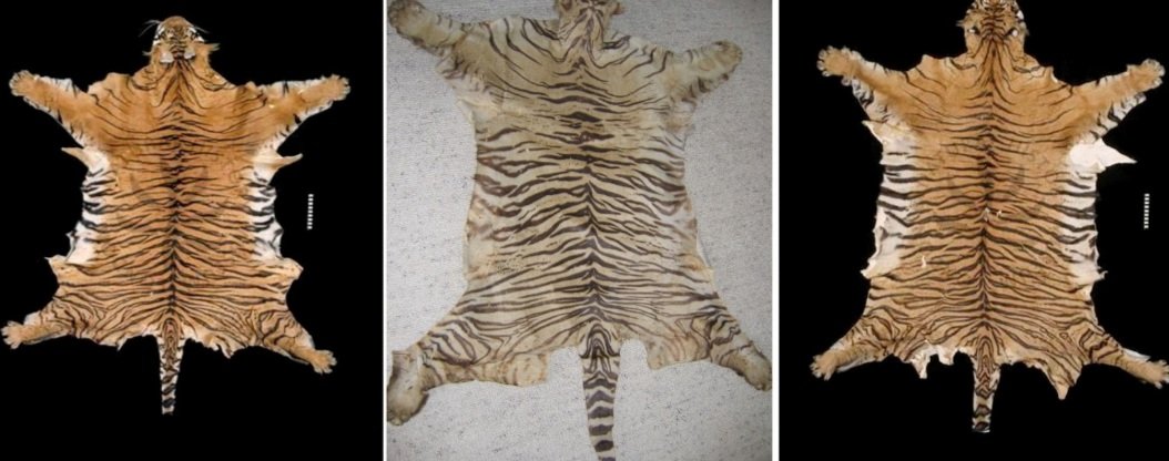 ବାଘ ଚାଲ ଡିଲବେଳେ ମାଡ଼ିବସିଲା ବନବିଭାଗ,  ୭ ଗିରଫ